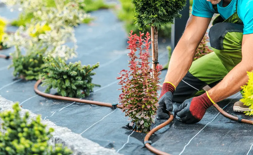 landscaper installing irrigation around plants